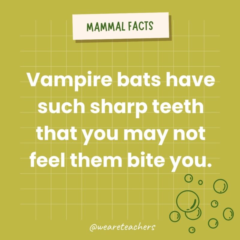 Vampire bats have such sharp teeth that you may not feel them bite you.