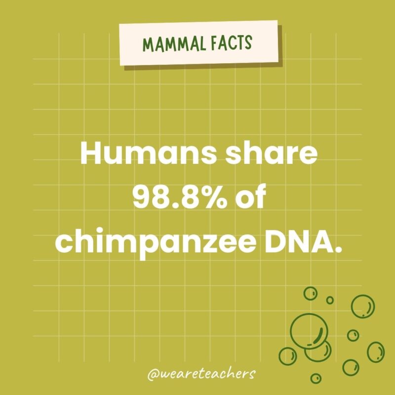 Humans share 98.8% of chimpanzee DNA.