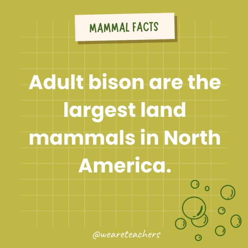 Adult bison are the largest land mammals in North America.