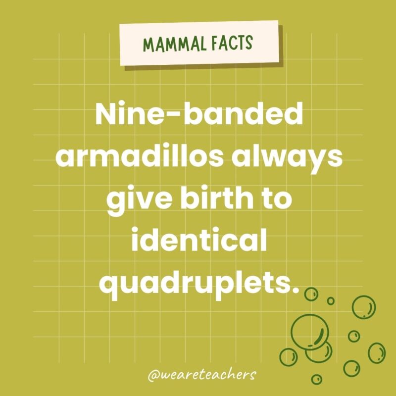 Nine-banded armadillos always give birth to identical quadruplets.