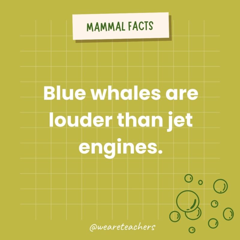 Blue whales make the loudest sound of any animal.