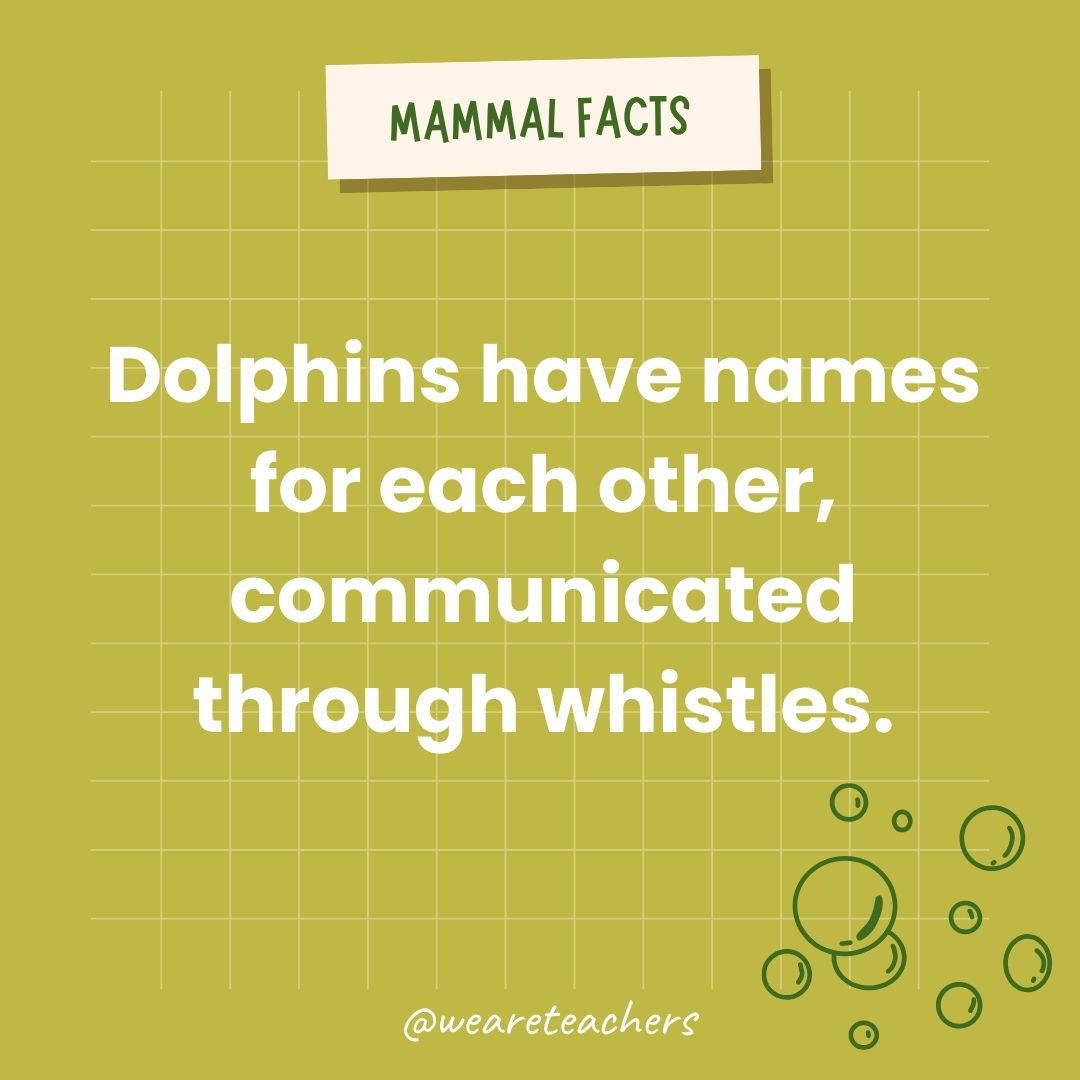 Dolphins have names for each other, communicated through whistles.