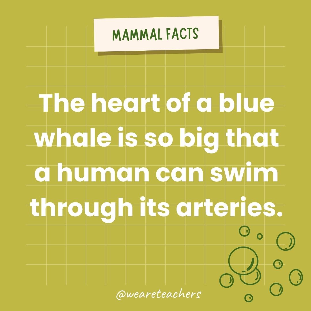 The heart of a blue whale is so big that a human can swim through its arteries.