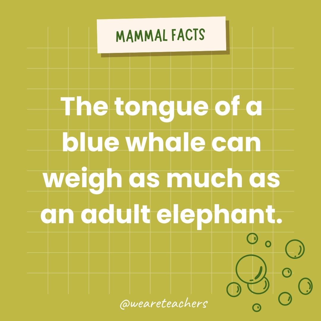 The tongue of a blue whale can weigh as much as an adult elephant.