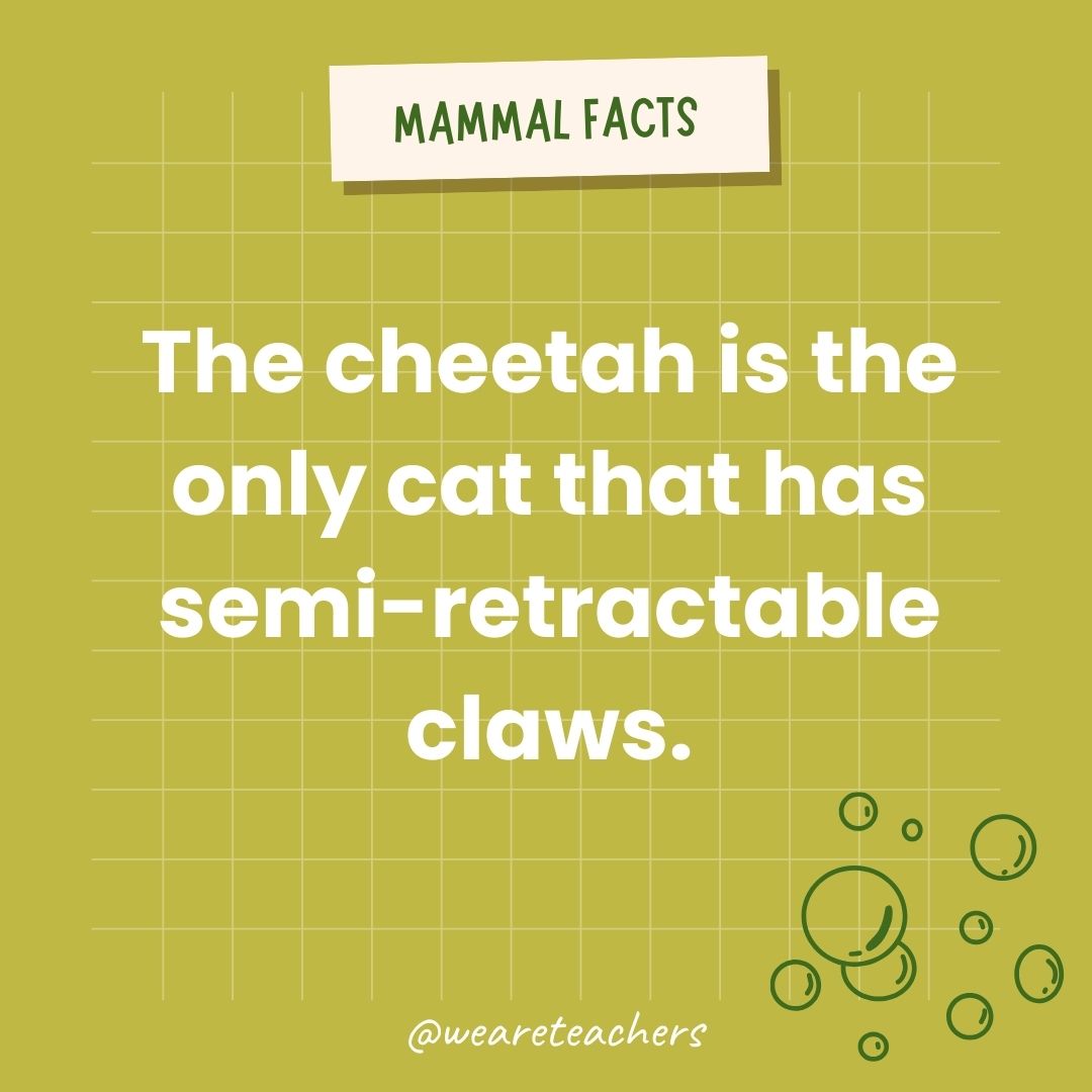 The cheetah is the only cat that has semi-retractable claws.  - animal facts