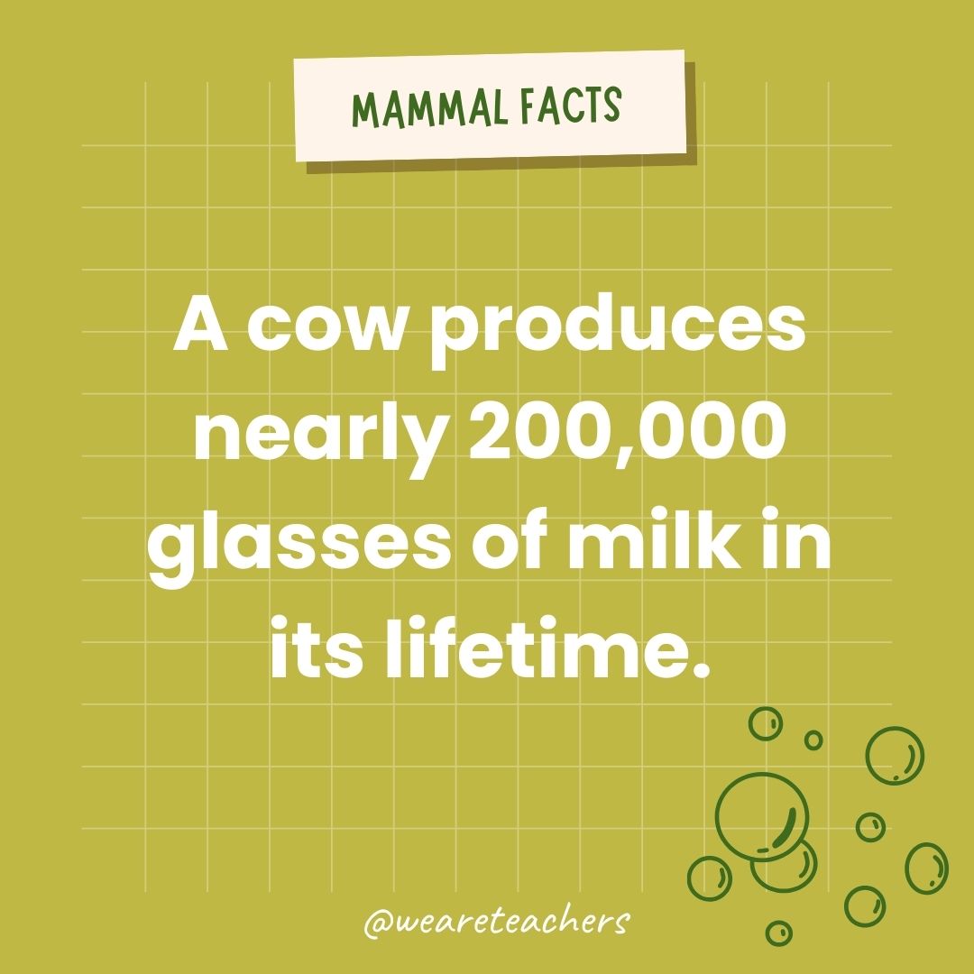 A cow gives nearly 200,000 glasses of milk in its lifetime.