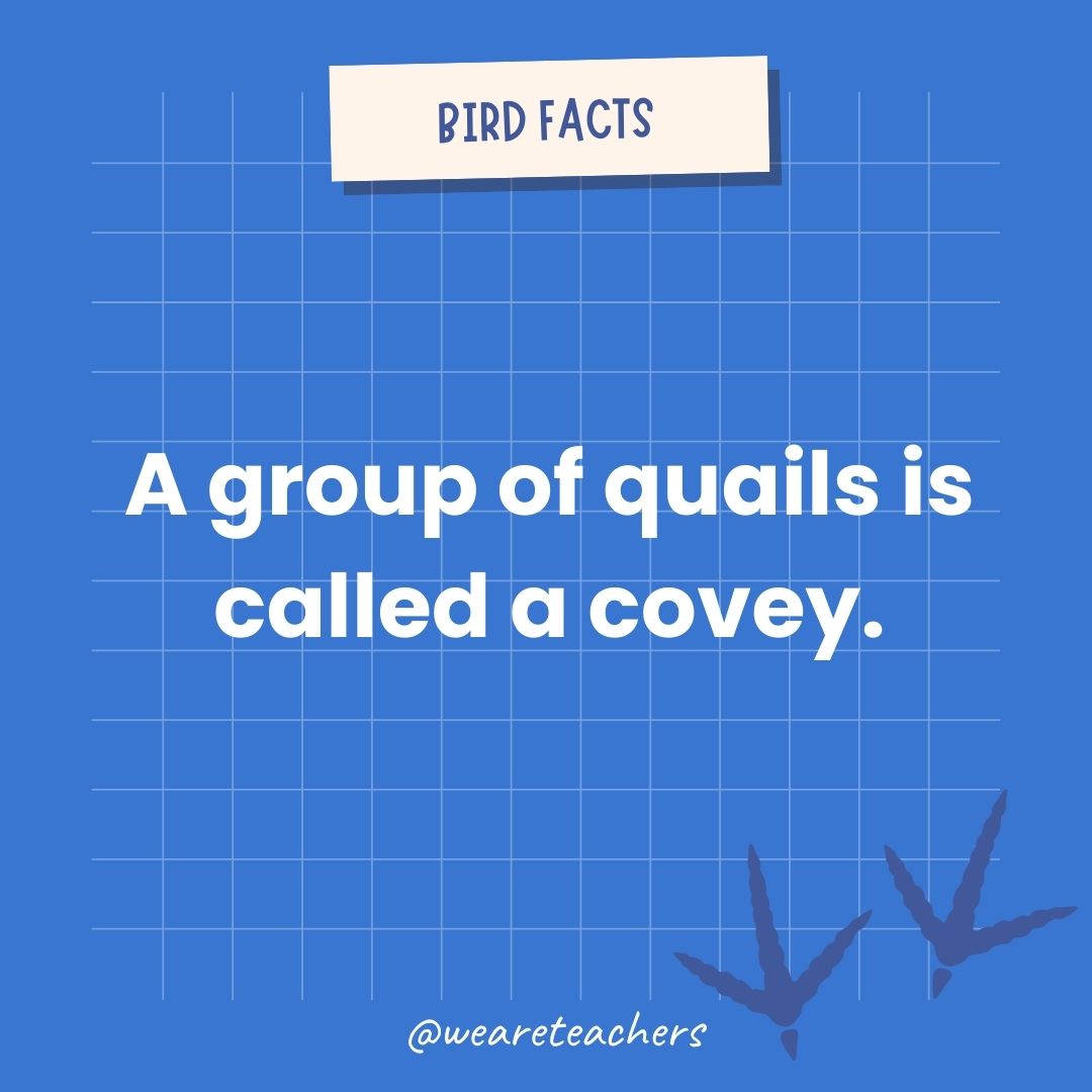 A group of quails is called a covey.