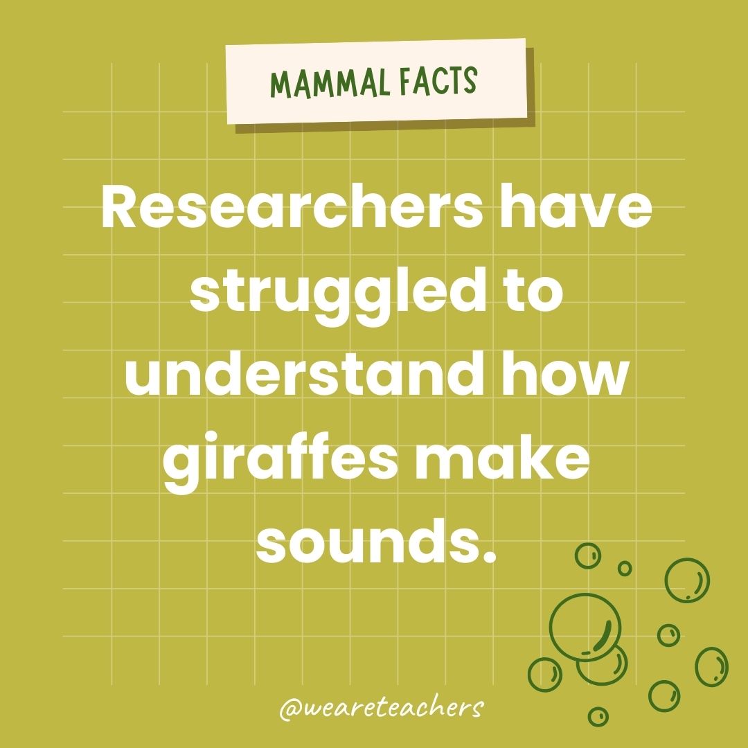 Researchers have struggled to understand how giraffes make sounds.