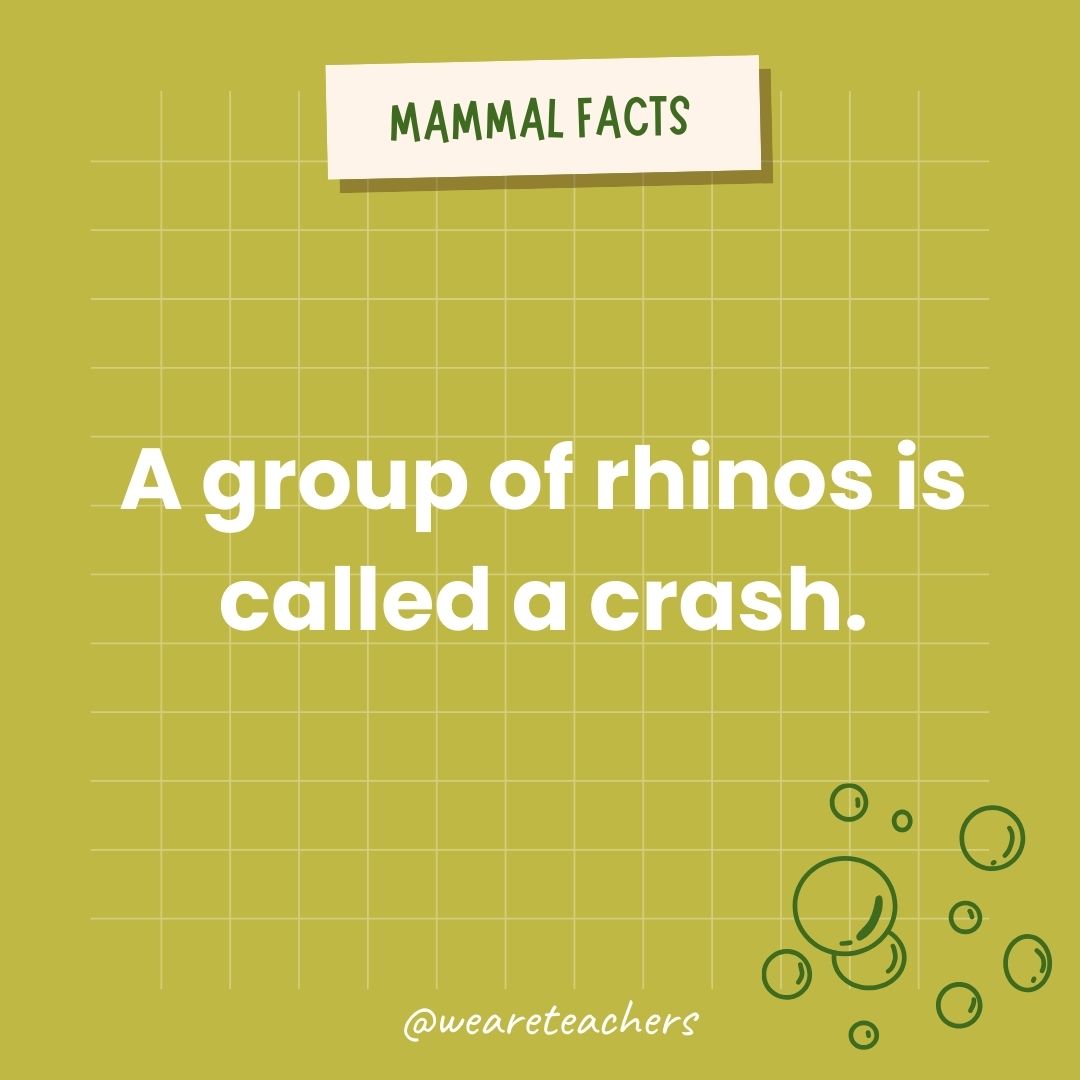 A group of rhinos is called a crash.