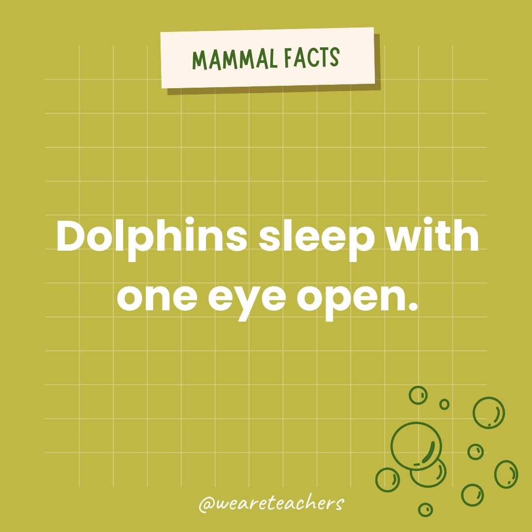 Dolphins sleep with one eye open.