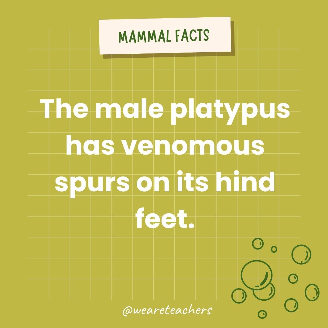 The male platypus has venomous spurs on its hind feet.