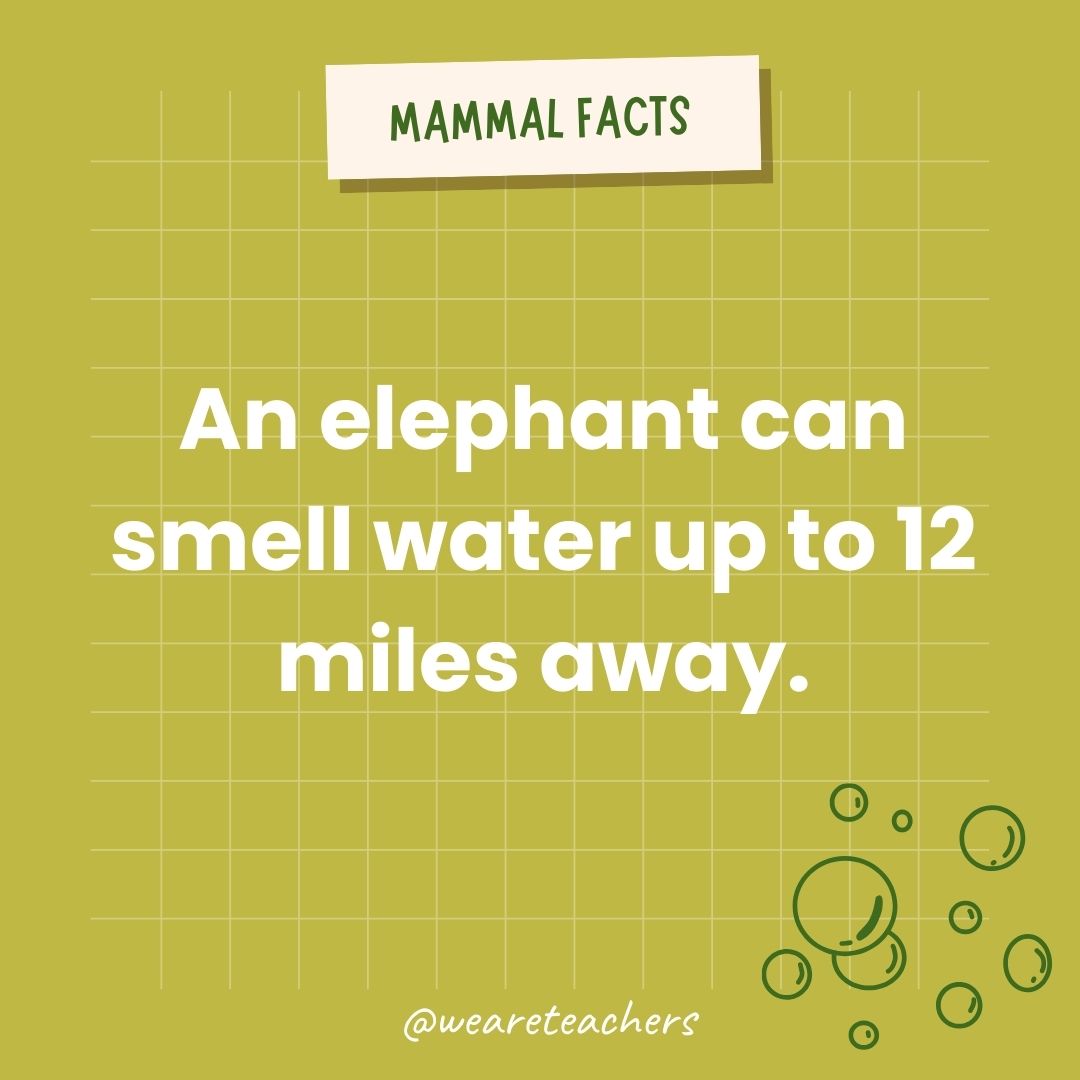 An elephant can smell water up to 12 miles away.