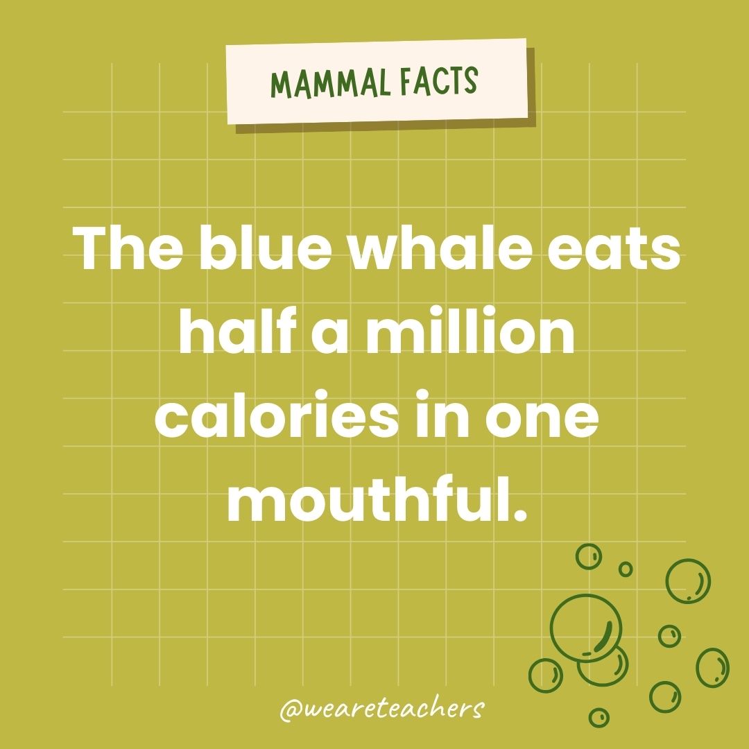 The blue whale eats half a million calories in one mouthful.