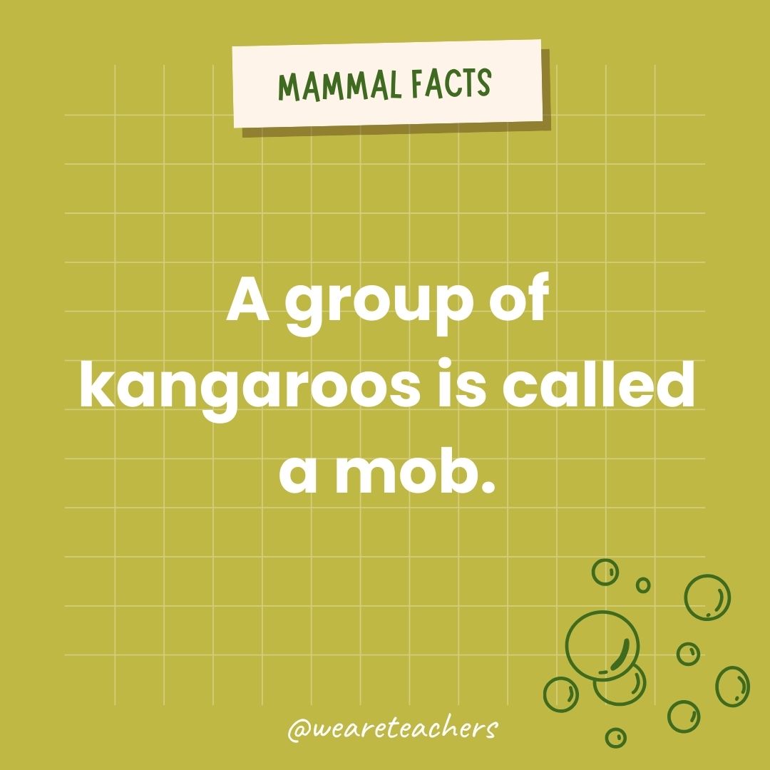 A group of kangaroos is called a mob.