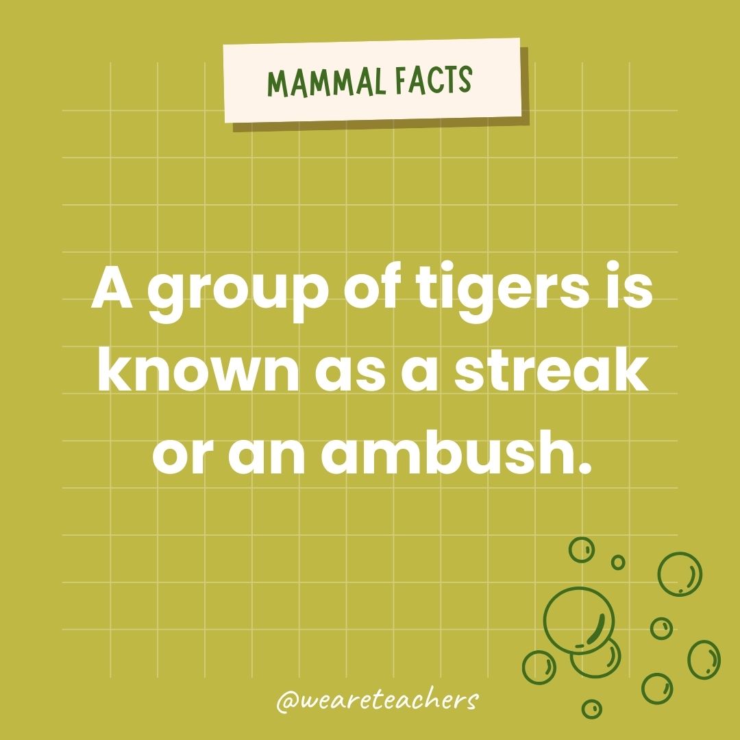 A group of tigers is known as a streak or an ambush.