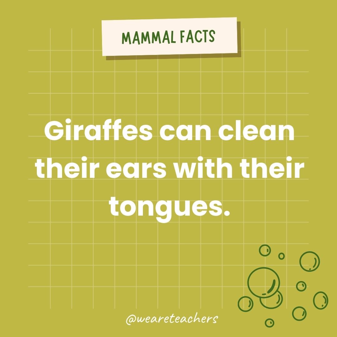 Giraffes can clean their ears with their 21-inch tongues.