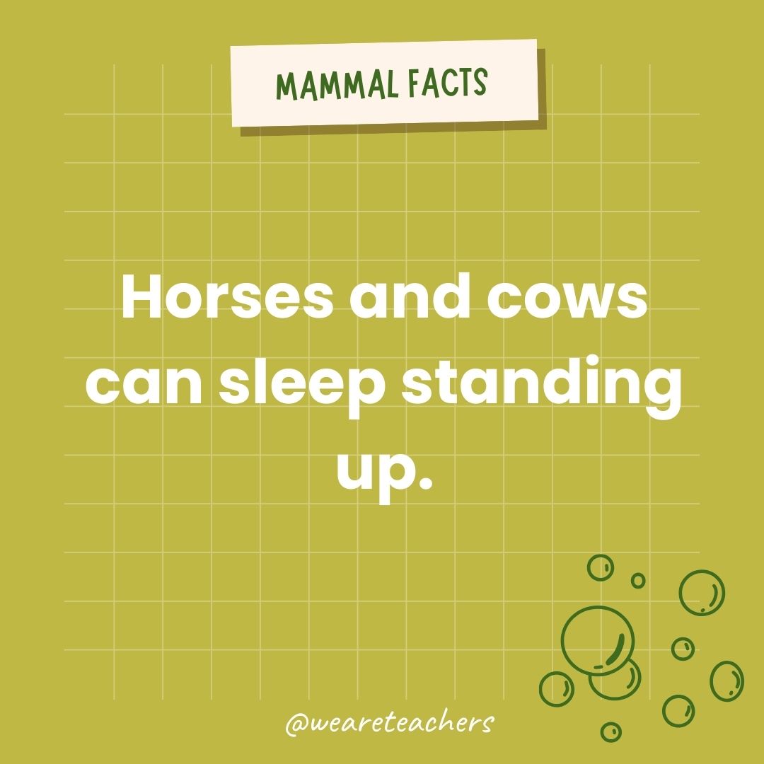 Horses and cows can nap standing up.- animal facts