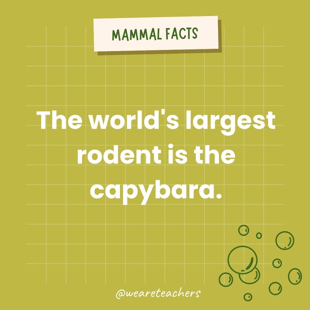 The world's largest rodent is the capybara.  - animal facts