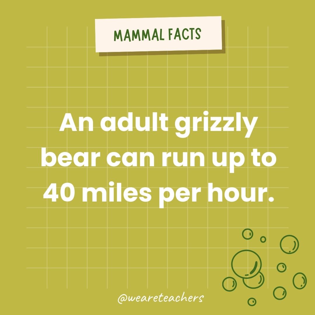 An adult bear can run up to 40 miles per hour.