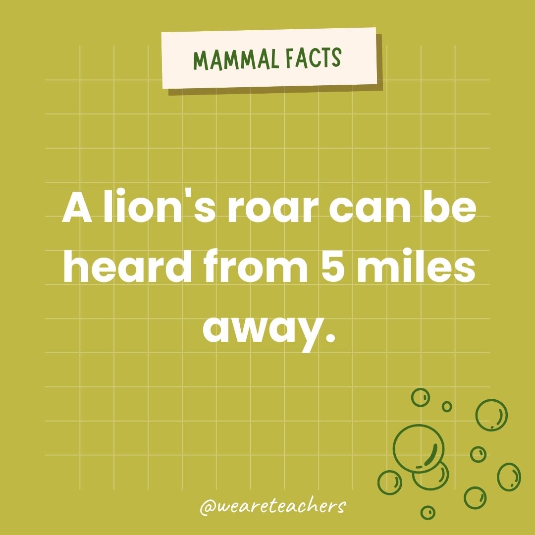 A lion's roar can be heard from 5 miles away.  - animal facts