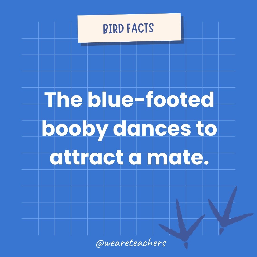 The blue-footed booby dances to attract a mate.