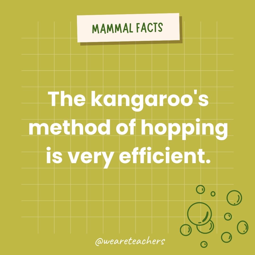 The kangaroo's method of hopping is a highly efficient way of traveling long distances. - animal facts