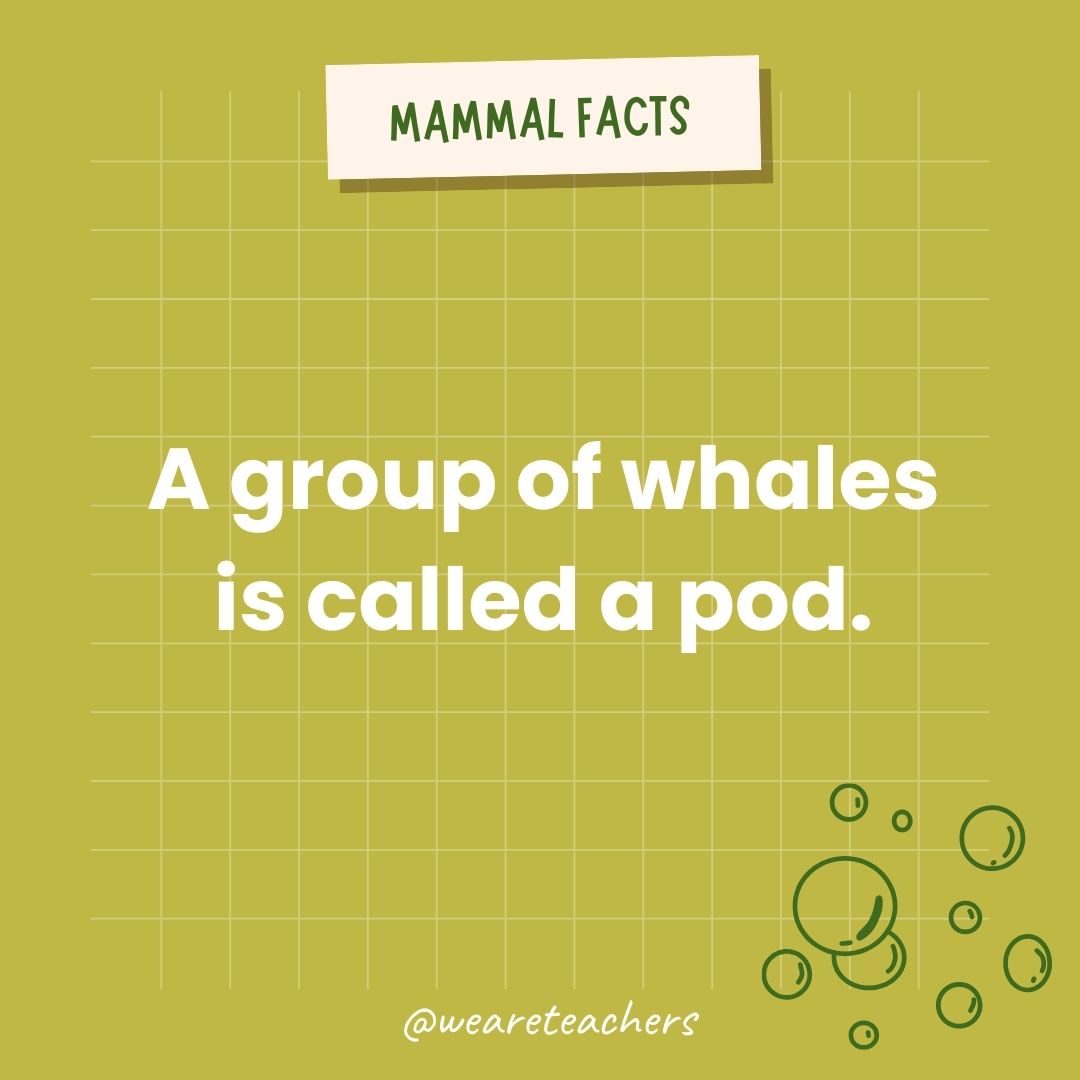 A group of whales is called a pod. - animal facts