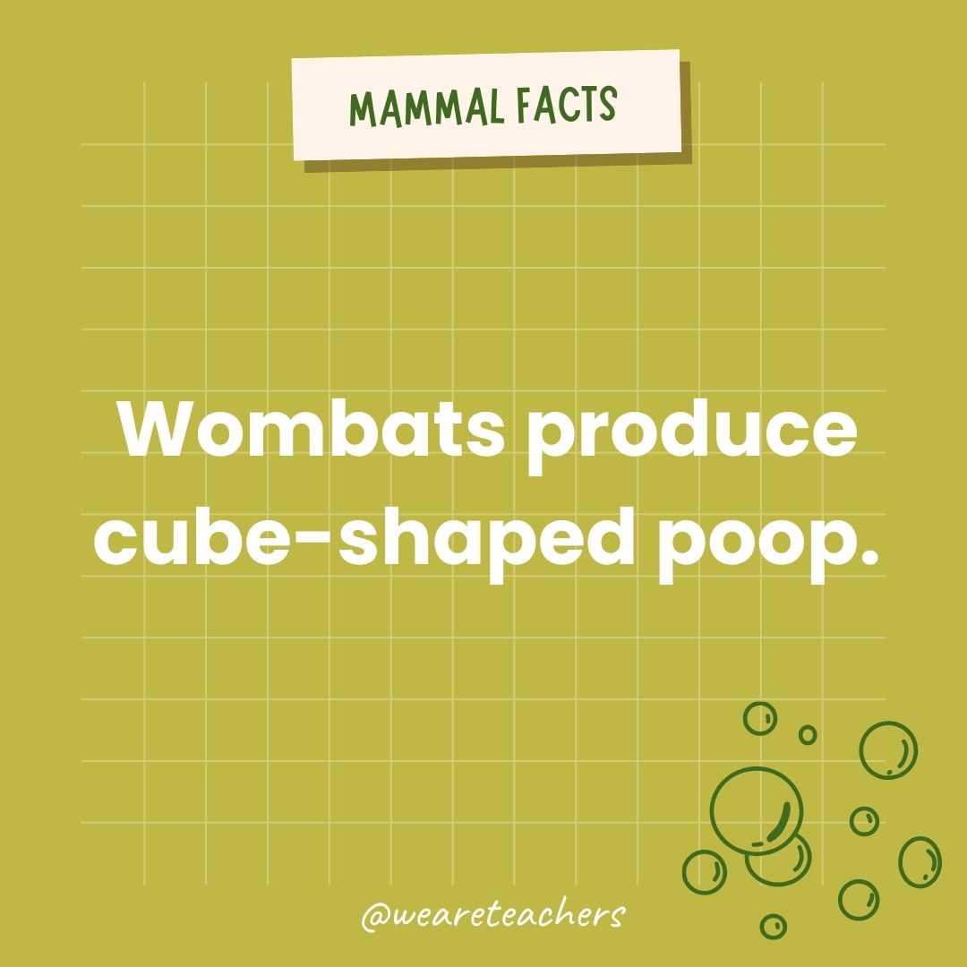 Wombats produce cube-shaped poop.  