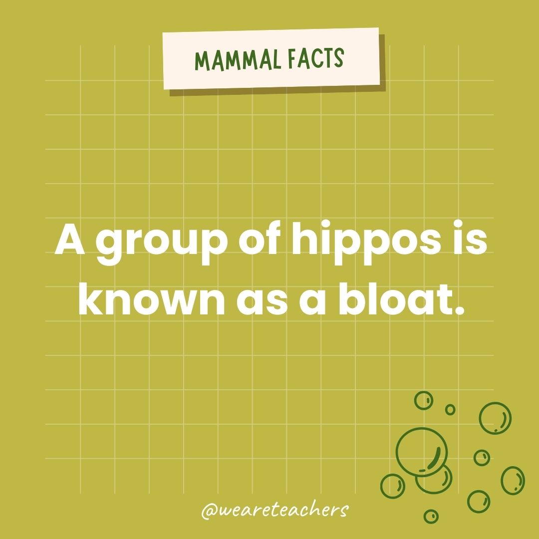 A group of hippos is known as a bloat.- animal facts