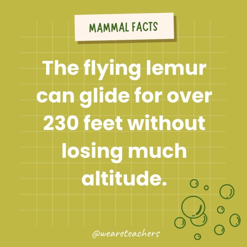 The flying lemur can glide for over 230 feet without losing much altitude.