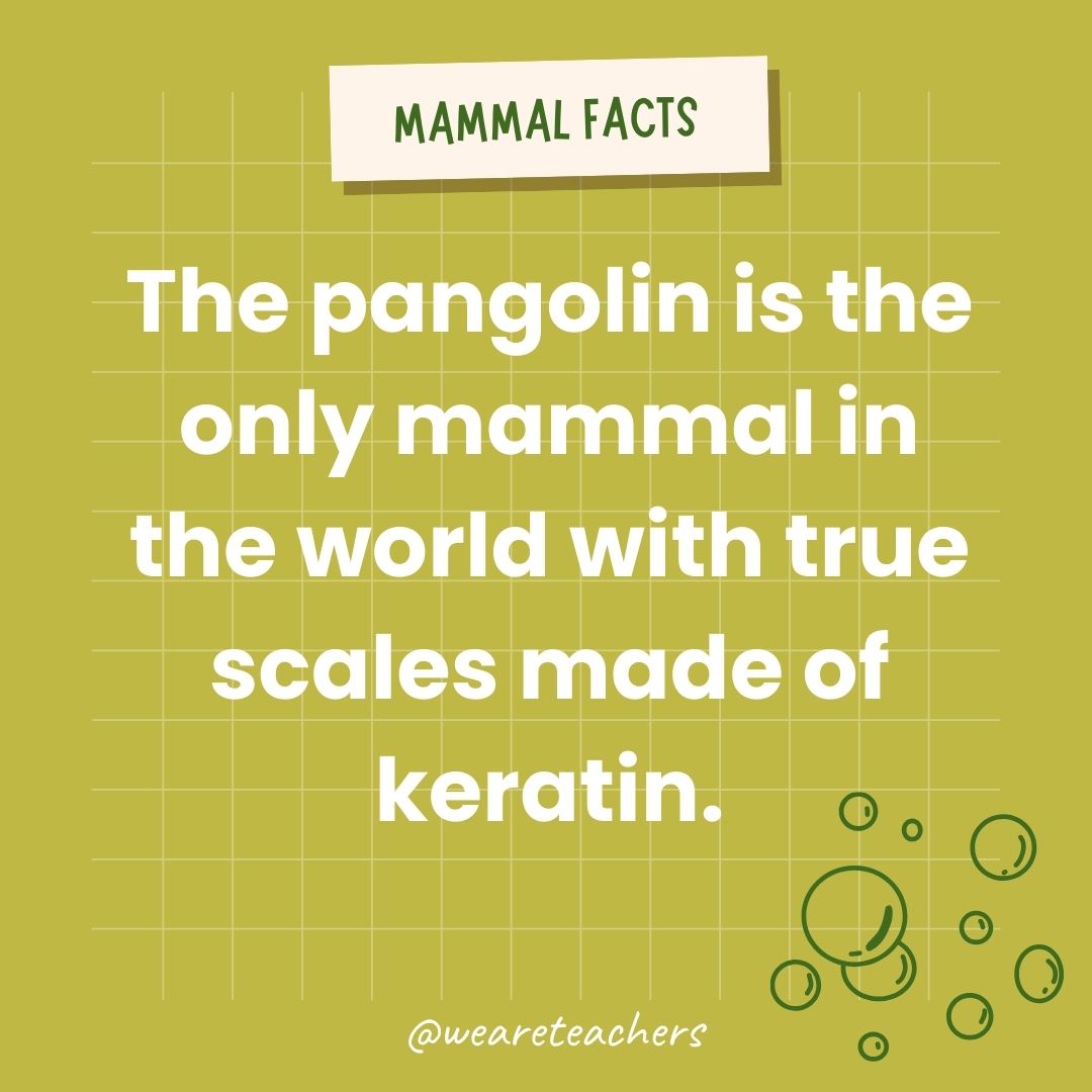 The pangolin is the only mammal in the world with true scales made of keratin.