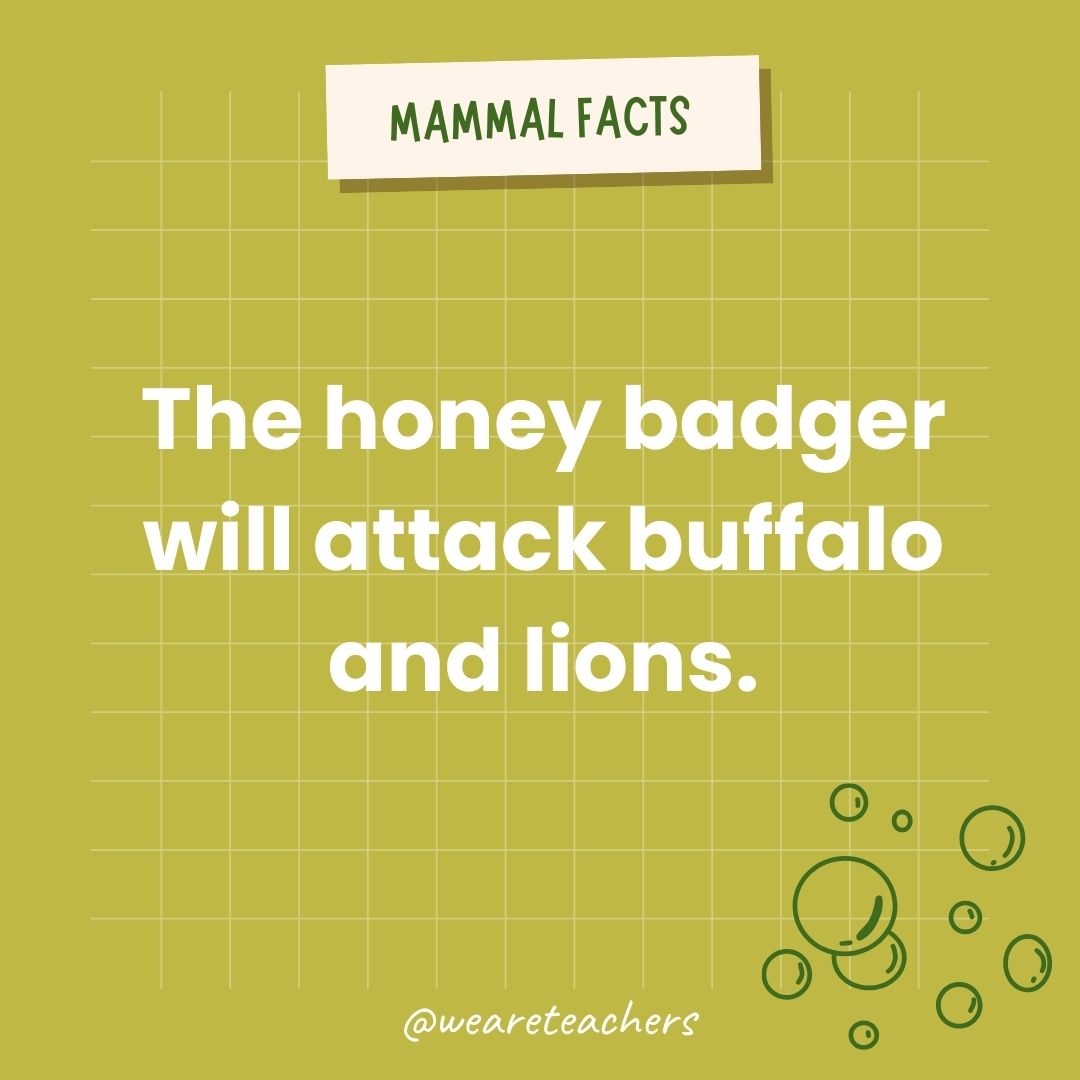 The honey badger will attack buffalo and lions.- animal facts