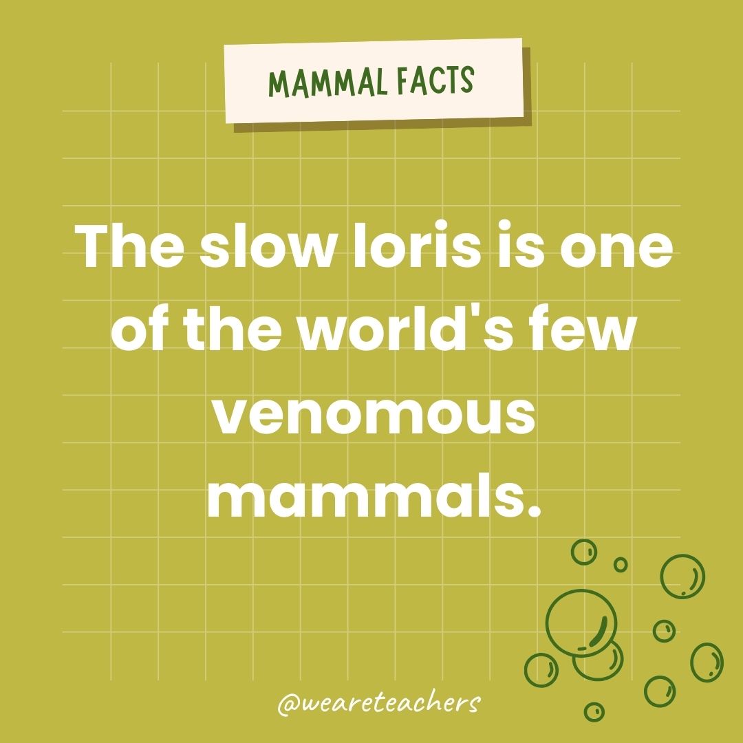 The slow loris is one of the world's few venomous mammals.