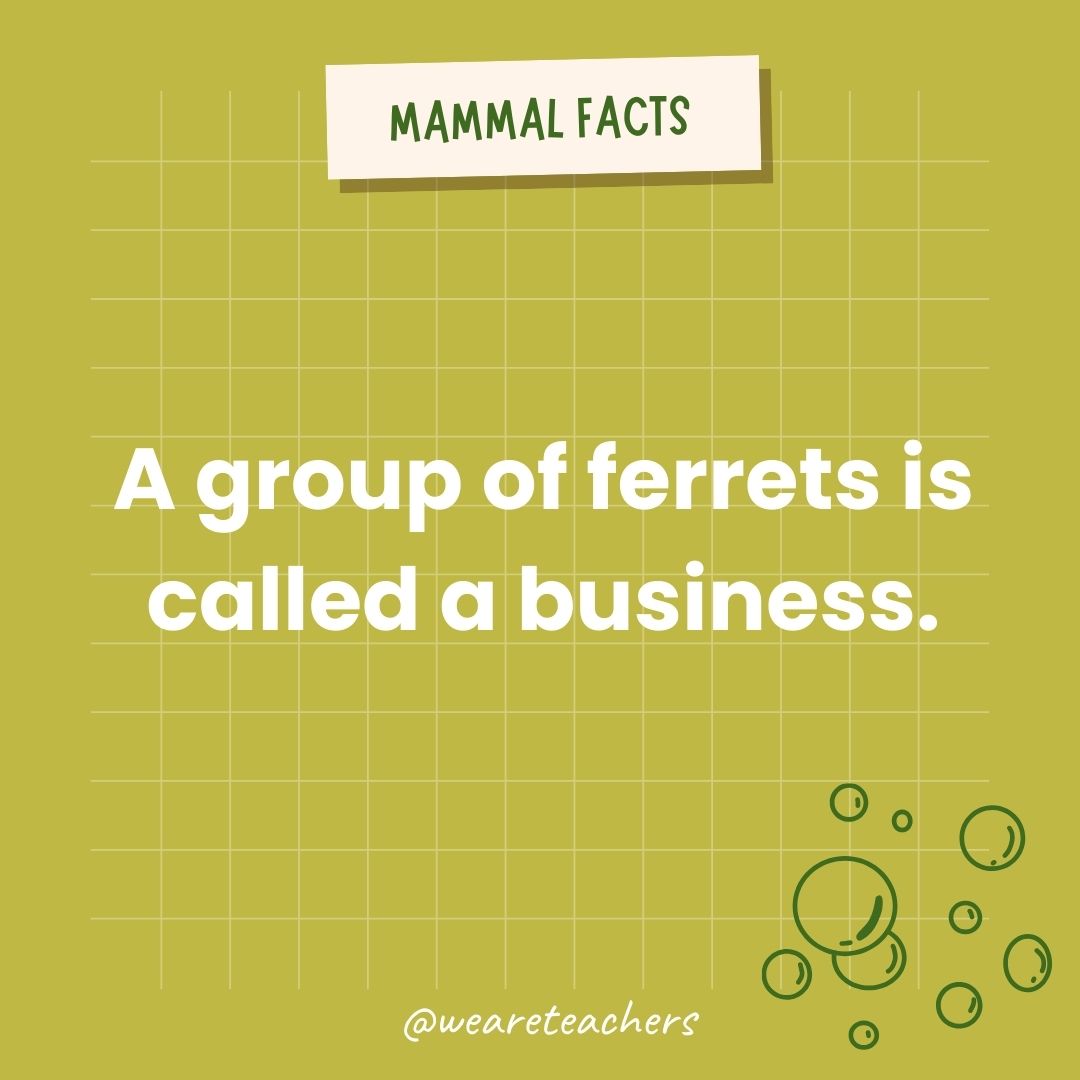 A group of ferrets is called a business.- animal facts