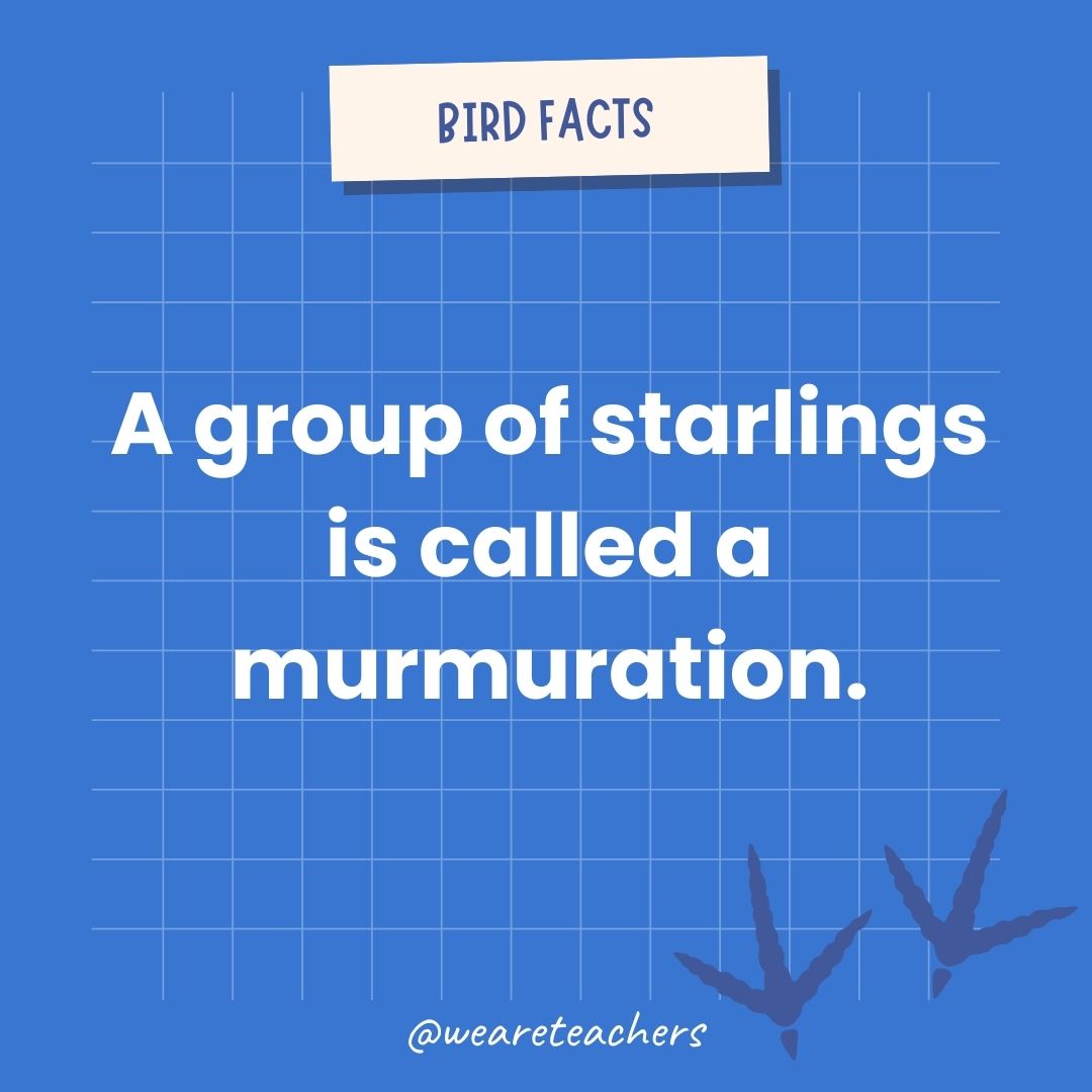 A group of starlings is called a murmuration.