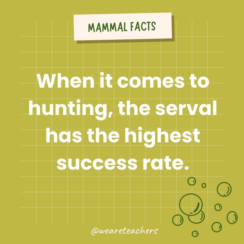 When it comes to hunting, the serval has the highest success rate.