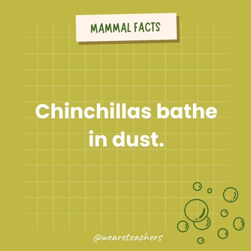 Chinchillas bathe in dust.- animal facts