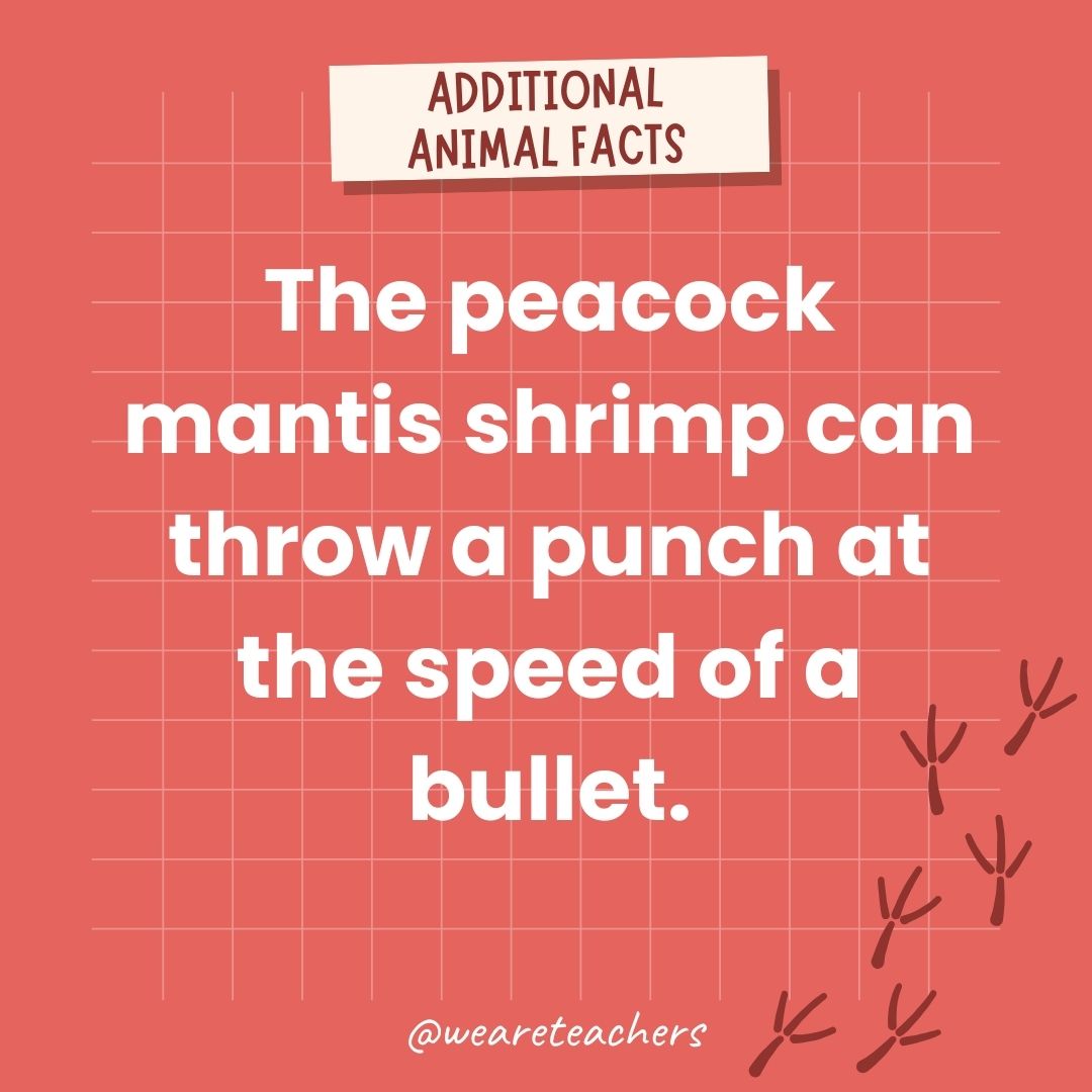 The peacock mantis shrimp can throw a punch at the speed of a bullet.- animal facts