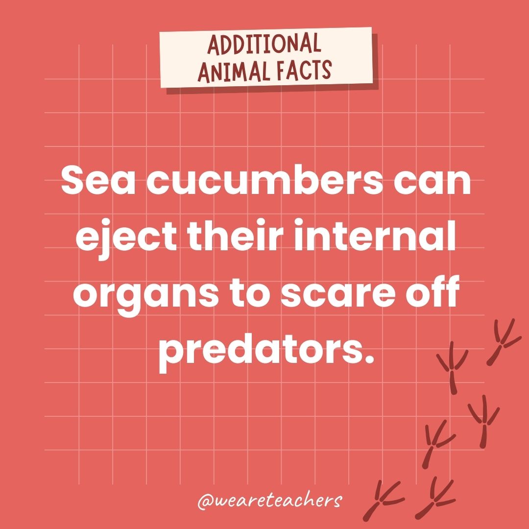 Sea cucumbers can eject their internal organs to scare off predators.