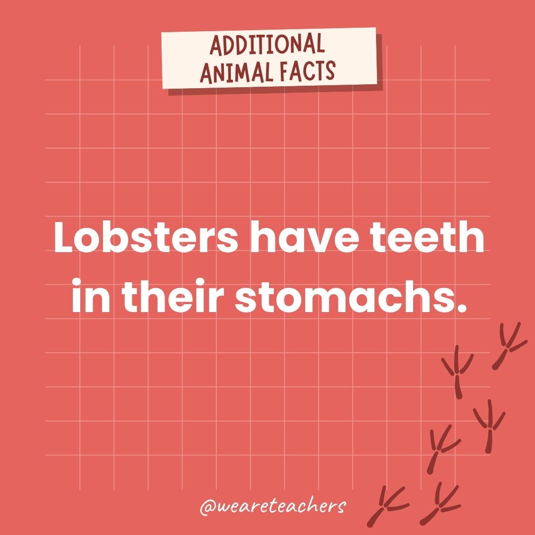 Lobsters have teeth in their stomachs.