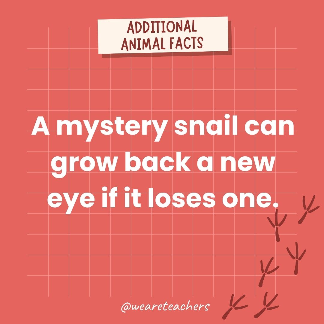 A snail can grow back a new eye if it loses one.- animal facts