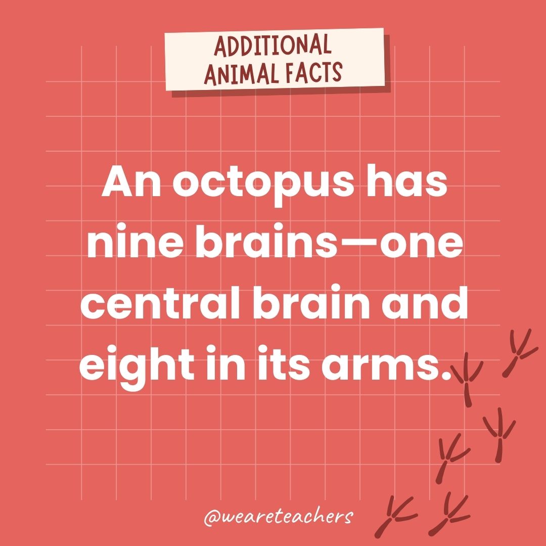 An octopus has nine brains—one central brain and eight in its arms.  - animal facts