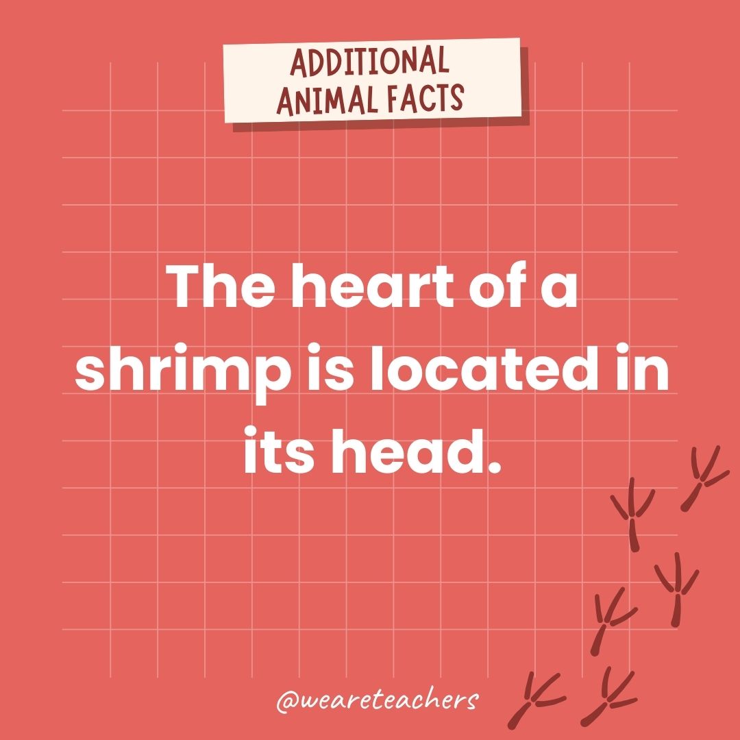 The heart of a shrimp is located in its head.- animal facts