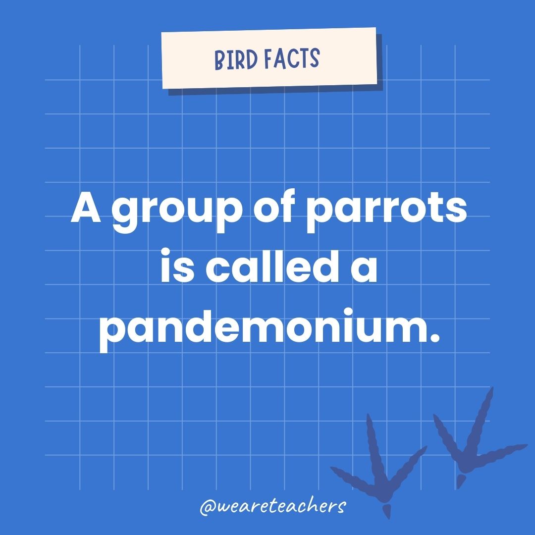 A group of parrots is called a pandemonium.