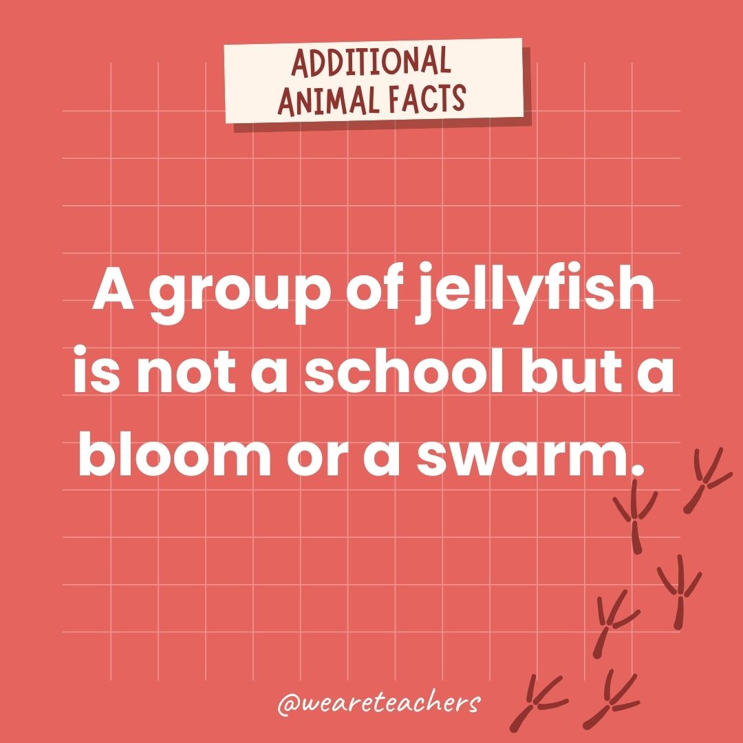 A group of jellyfish is not a school but a bloom or a swarm.  - animal facts