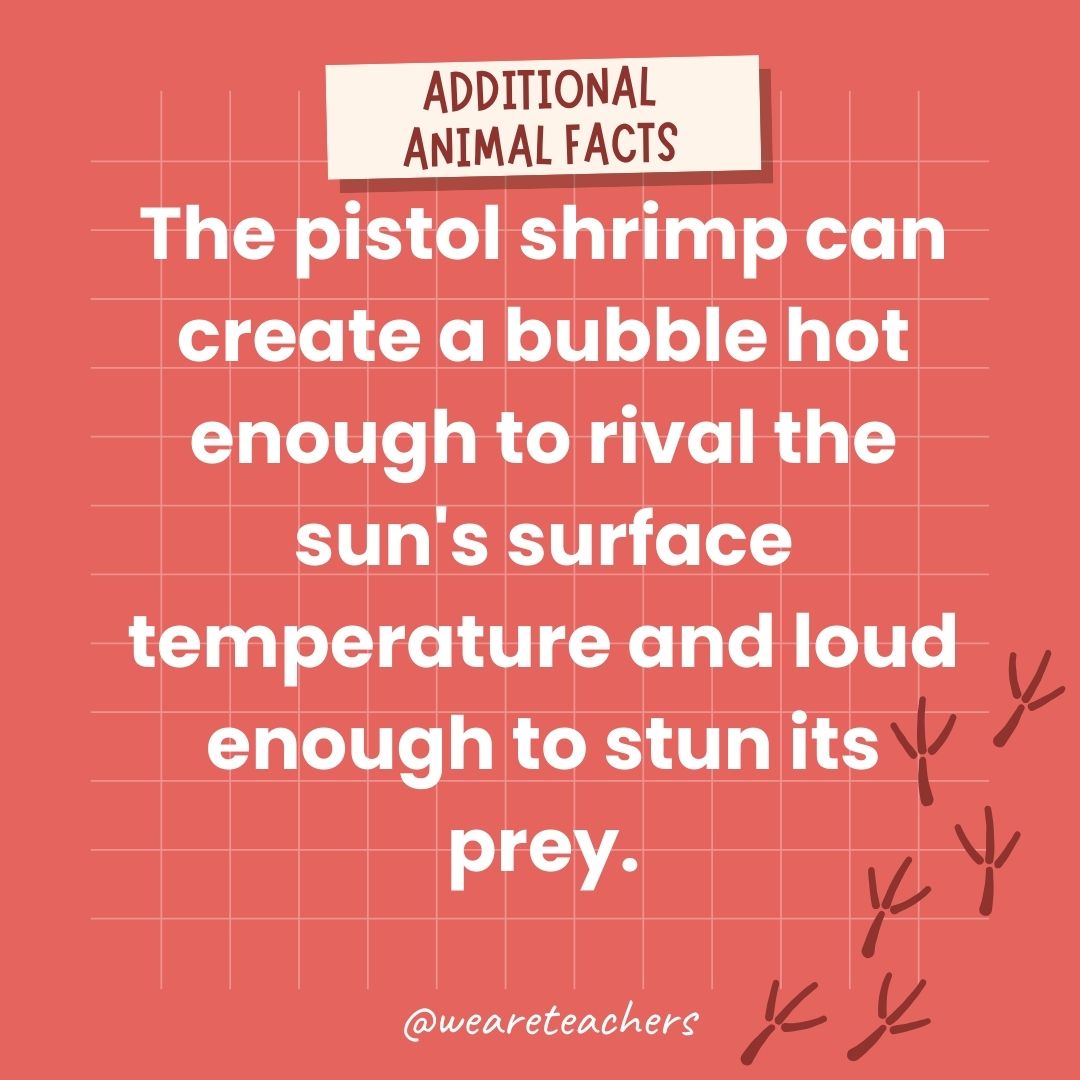 The pistol shrimp can create a bubble hot enough to rival the sun's surface temperature and loud enough to stun its prey.- animal facts