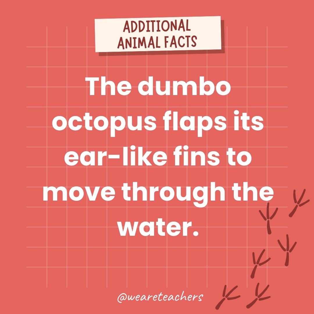 The dumbo octopus flaps its ear-like fins to move through the water.