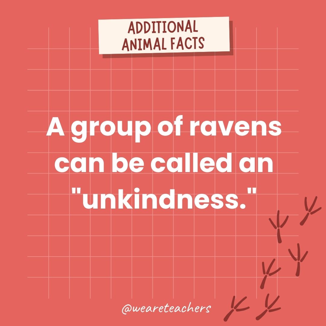 A group of ravens can be called an 