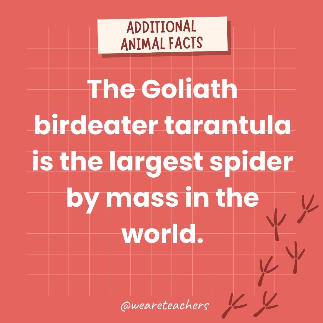 The Goliath birdeater tarantula is the largest spider by mass in the world.- animal facts