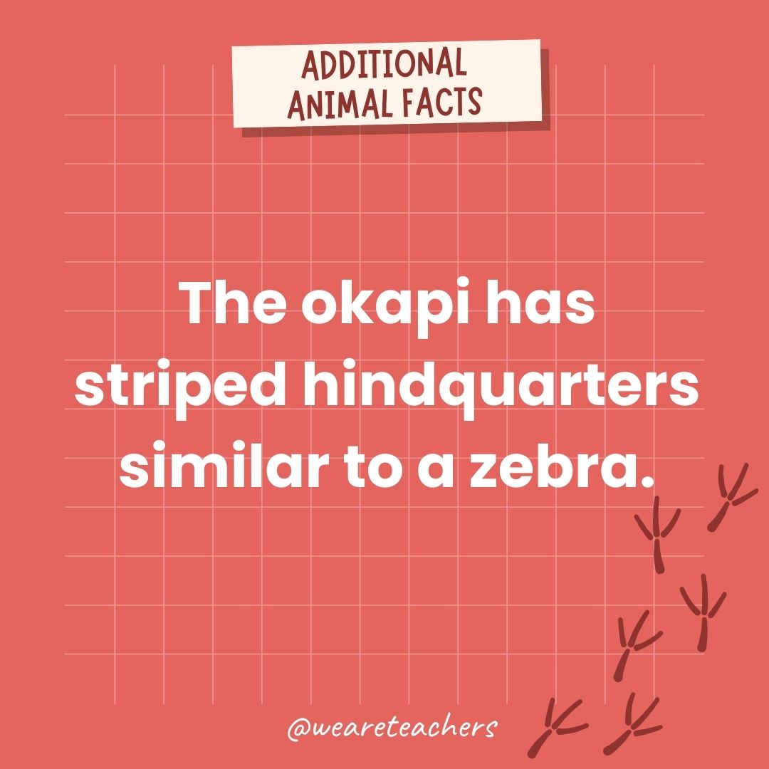 The okapi has striped hindquarters similar to a zebra.